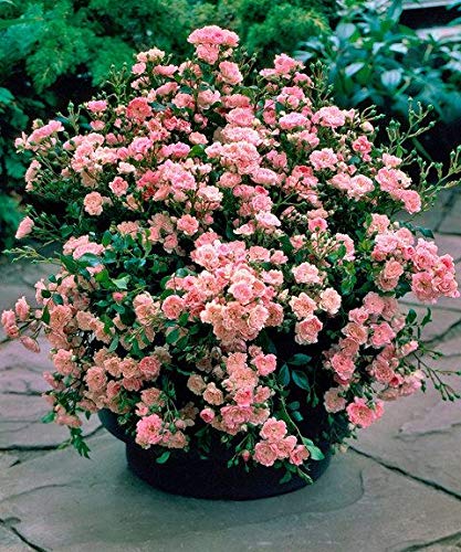 Rose Bush - The Fairy - Pink - Miniature Rose (Bare Root Packed - Spring Planting)