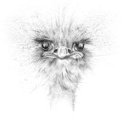 Emu Card - Blank