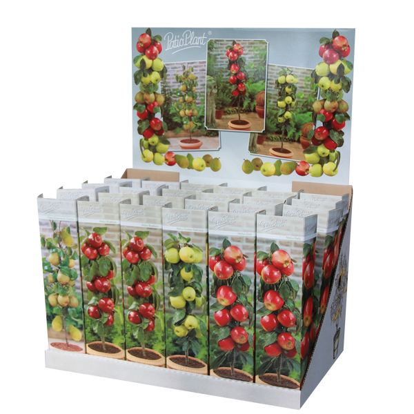 Patio Plant - Apple - Gala