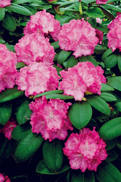 Rhododendron - R. Elegan's Pink - Patio Plant