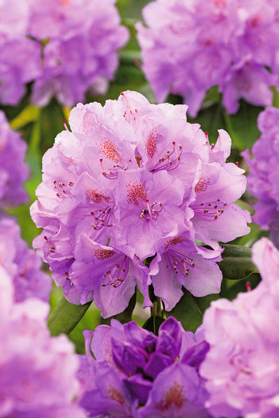 Rhododendron - Catawbiense Purple - Patio Plant