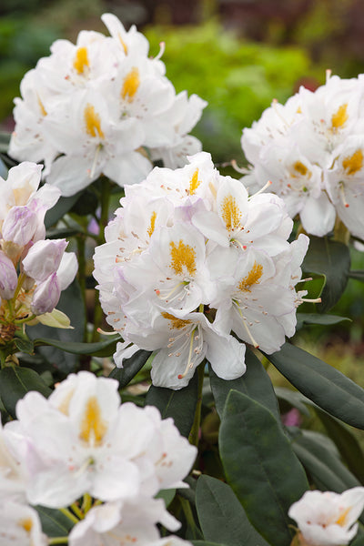 Rhododendron - Cunningham's White - Patio Plant