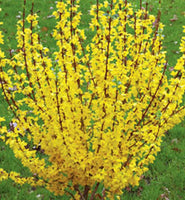 Shrub - Forsythia Intermedia - (Bare Root Packed - Spring Planting)
