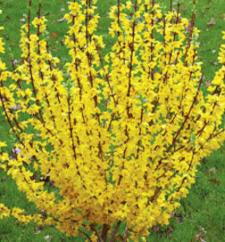 Shrub - Forsythia Intermedia - (Bare Root Packed - Spring Planting)
