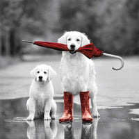 5 Mini Notelets - Dog in Red Wellies
