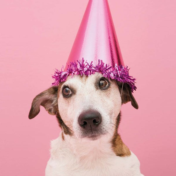 5 Mini Notelets - Dog with Party hat