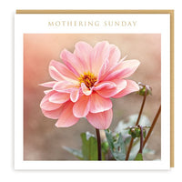 Mother's Day Card - Mothering Sunday - Single Flower