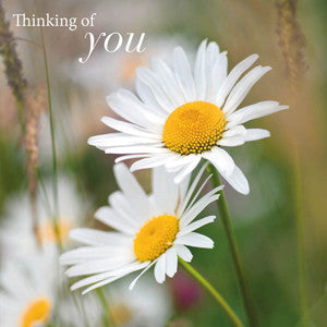 Daisies- Thinking Greeting Card