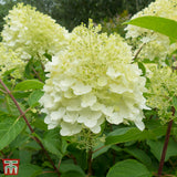Hydrangea - Paniculata Silver Dollar Plant