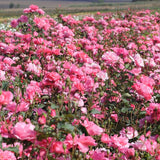 Rose Bush - Tom Tom - Pink - Floribunda (Polyantha) (Bare Root Packed - Spring Planting)