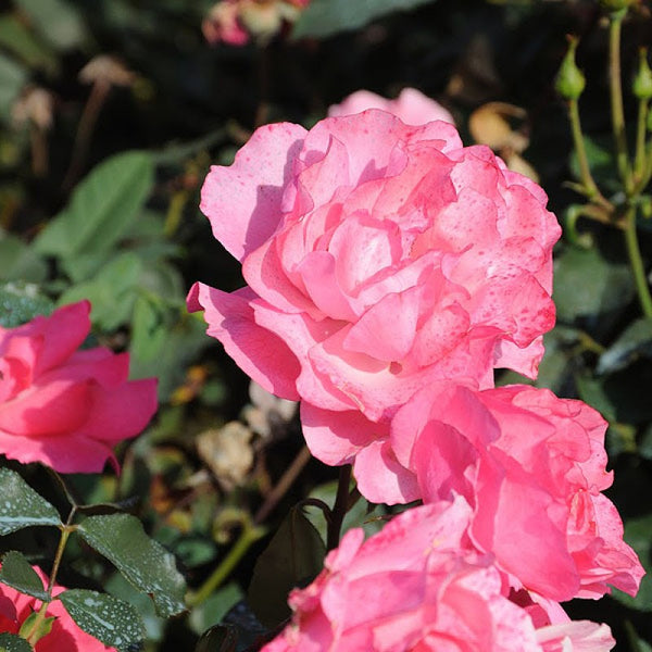 Rose Bush - Tom Tom - Pink - Floribunda (Polyantha) (Bare Root Packed - Spring Planting)