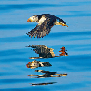 TWT Puffin in Flight- Blank Greeting Card