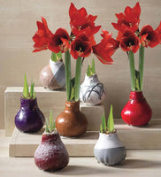 Wax Amaryllis Bulb - Flowers without watering