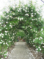 Rose Bush - New Dawn - White - Climbing Rose (Bare Root Packed - Spring Planting)