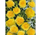Rose Bush - Golden Climber - Yellow - Climbing Rose (Bare Root Packed - Spring Planting)