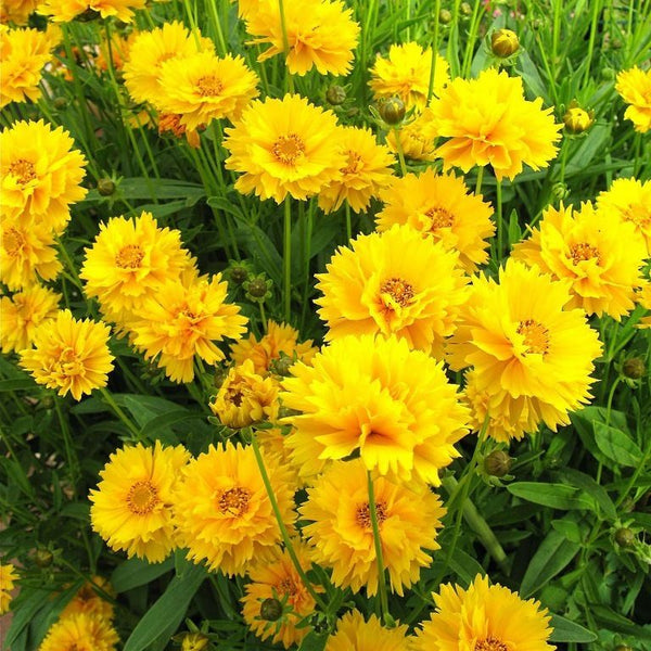 Coreopsis Early Sunrise,  9cm Pot, Ready to Plant out
