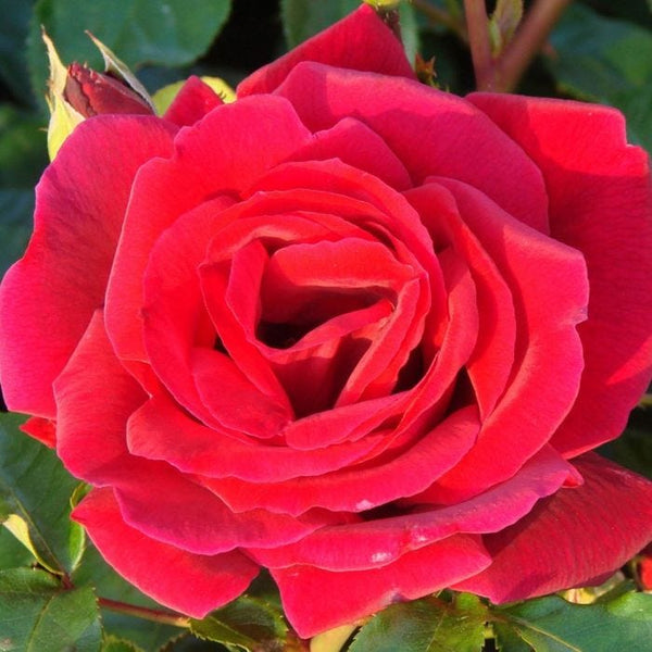 Rose Bush - Ena Harkness - Red - Hybrid Tea (Bare Root Packed - Spring Planting)
