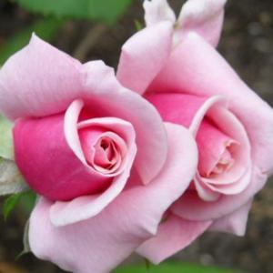 Rose Bush - Blossom Time - Pink - Climbing Rose (Bare Root Packed - Spring Planting)