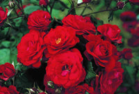 Rose Bush - Europeanna - Red - Floribunda (Polyantha) (Bare Root Packed - Spring Planting)