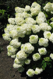 Hydrangea - Paniculata Silver Dollar Plant
