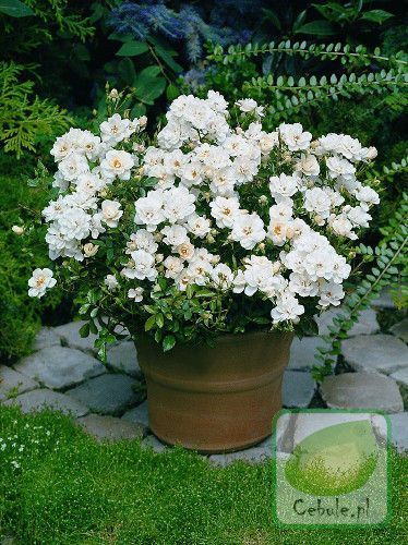 Rose Bush - Intergant - White - Miniature Rose (Bare Root Packed - Spring Planting)