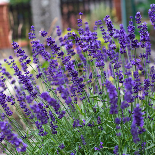 Hidcote Lavender x 1 Ready Plant