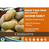 2kg Charlotte Seed Potatoes - Second Early