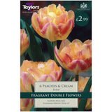 7 Tulip Peaches & Cream Bulbs