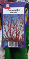 Shrub - Cornus Alba Sibirica  - (Bare Root Packed - Spring Planting)
