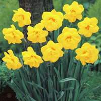 8 Narcissus Jack the Lad Bulbs