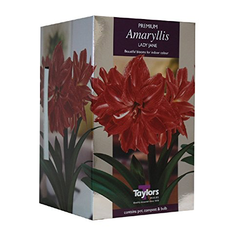 Amaryllis Premium Lady Jane