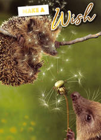 Birthday Greeting Card - Hedgehogs