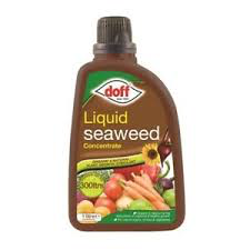 Doff Liquid Seaweed Concentrate 1 LT