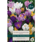 10 CROCUS MIX bulbs