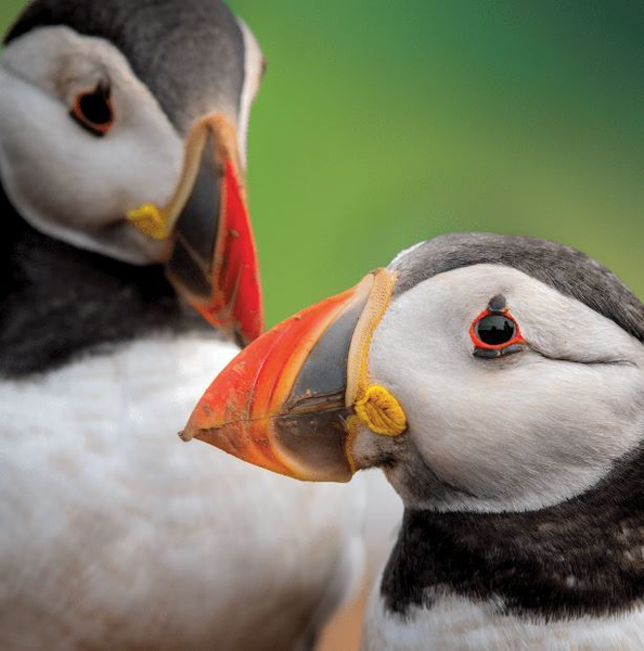 Greeting Card -TWT Puffins- Blank