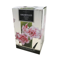 Amaryllis Premium  Elvas