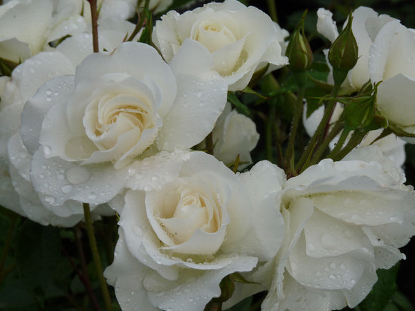 Rose Bush - Irene of Denmark - White - Floribunda (Polyantha) (Bare Root Packed - Spring Planting)