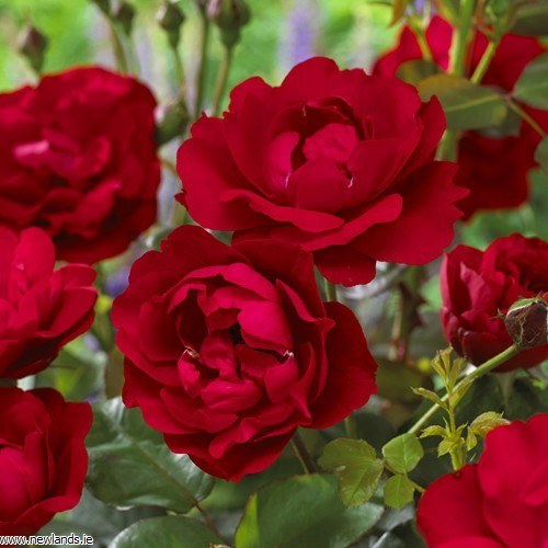 Rose Bush - Nina Weibull - Red - Floribunda (Polyantha) (Bare Root Packed - Spring Planting)