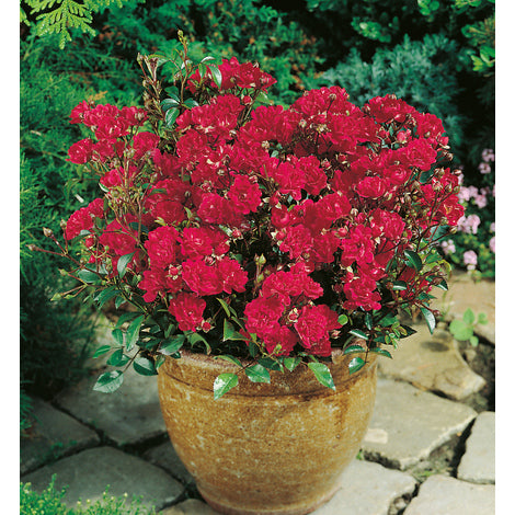 Rose Bush - Little Buckaroo - Red - Miniature Rose (Bare Root Packed - Spring Planting)