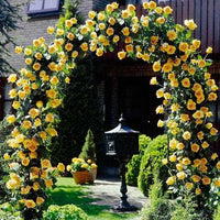 Rose Bush - Golden Climber - Yellow - Climbing Rose (Bare Root Packed - Spring Planting)