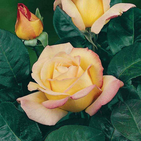 Rose Bush - Peace - Yellow/Pink - Hybrid Tea (Bare Root Packed - Spring Planting)