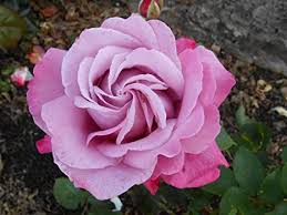 Rose Bush - Waltz Time - Pink - Hybrid Tea (Bare Root Packed - Spring Planting)
